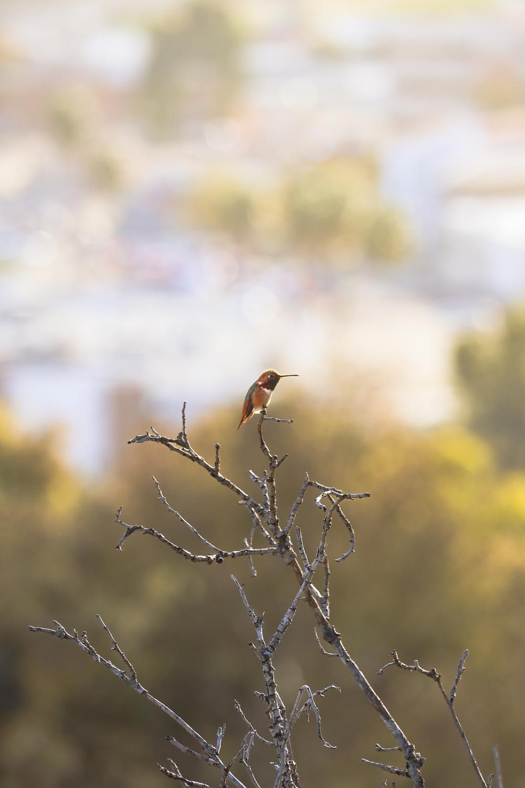 Photograph by Niccolò Seilo
